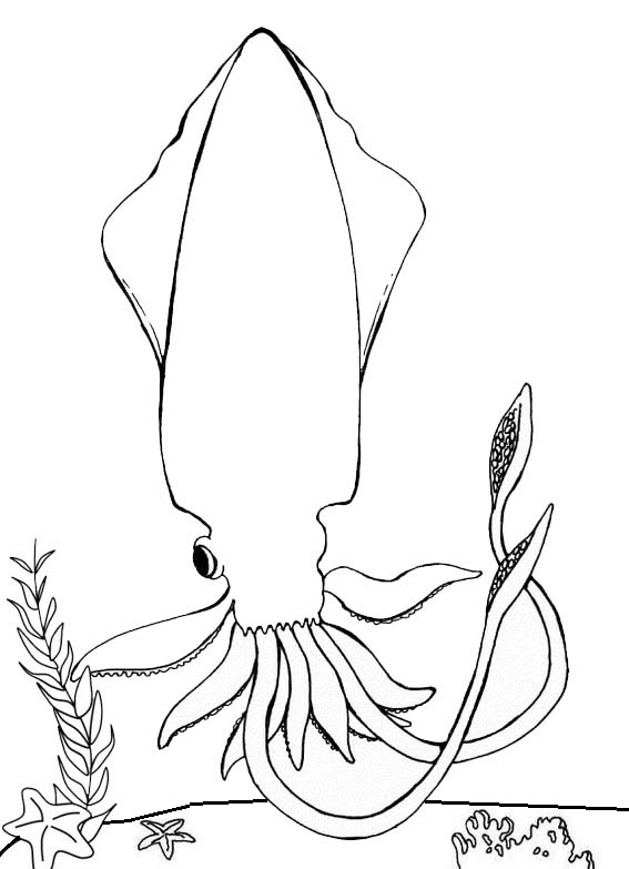 best squid coloring page