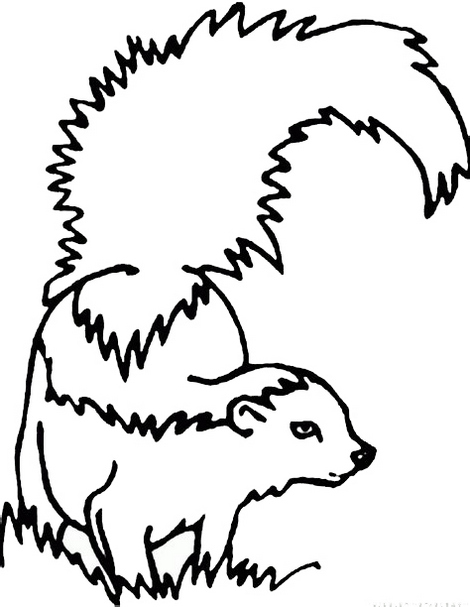 realistic skunk coloring page