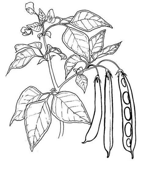 peas vegetable coloring page