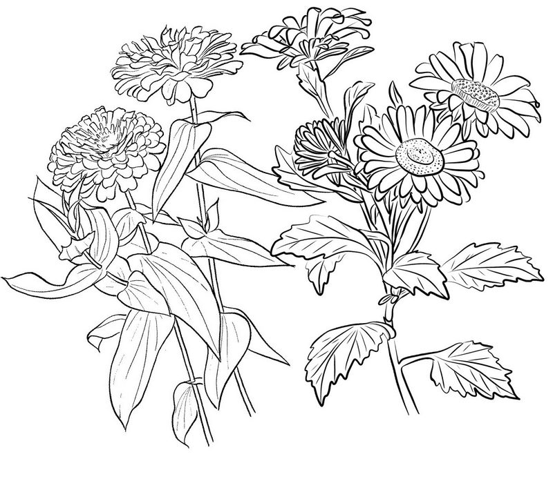 Beautiful Flower of Zinnia Coloring Page
