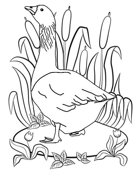 Beautiful Goose Coloring Page