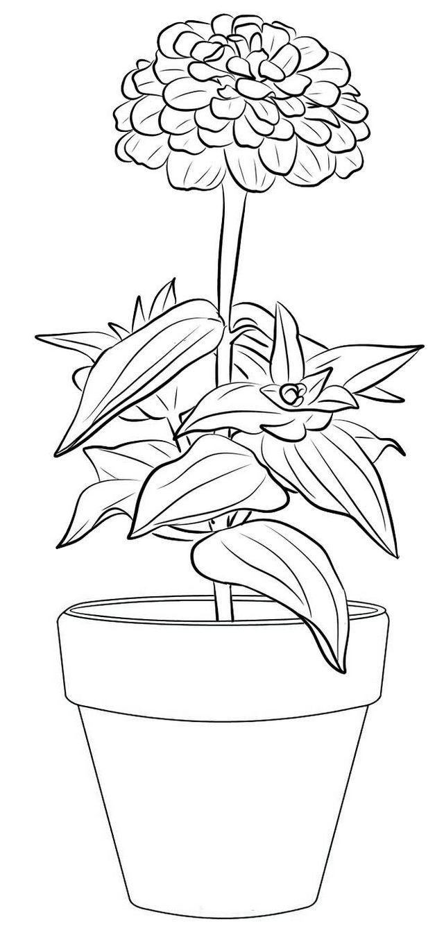 Zinnia Flower in Pot Coloring Page