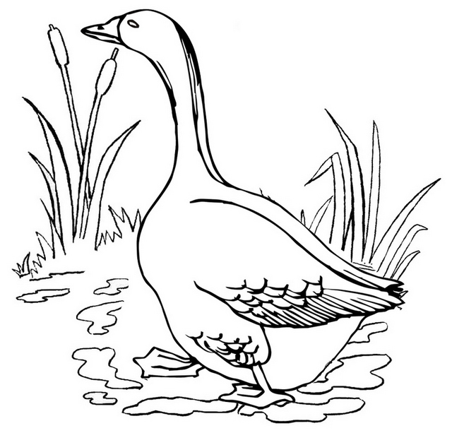 goose living in habitat coloring page