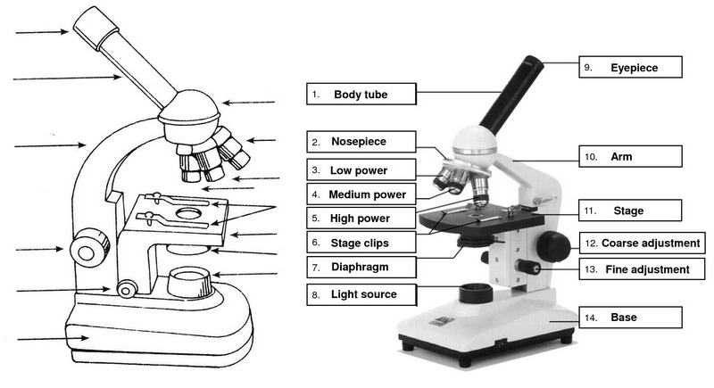 microscope parts introduction drawing for students