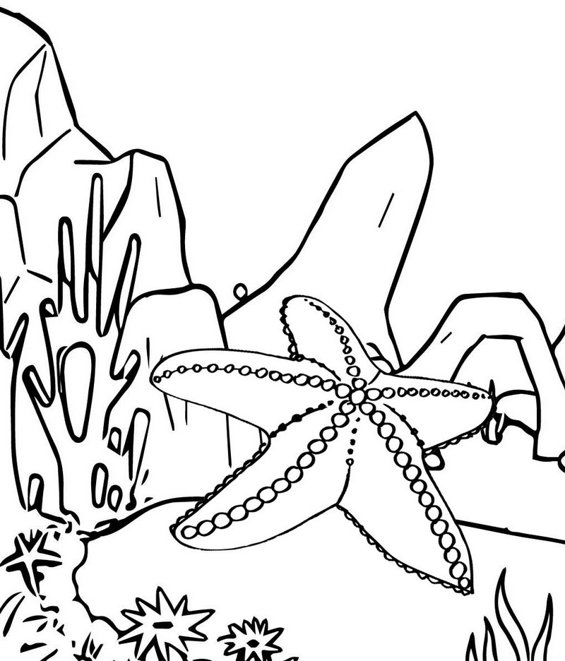 real original starfish coloring page for kids