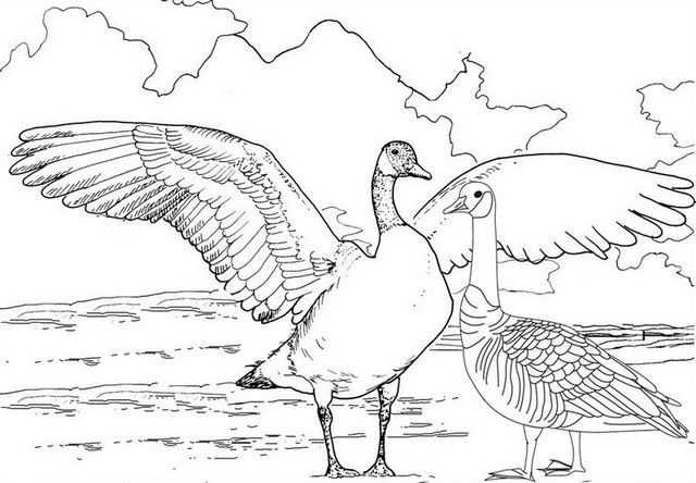 realistic goose try to fly coloring page