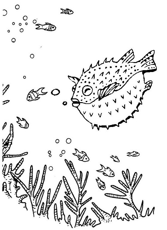 Amazing puffer fish in deep sea coloring page of blowfish