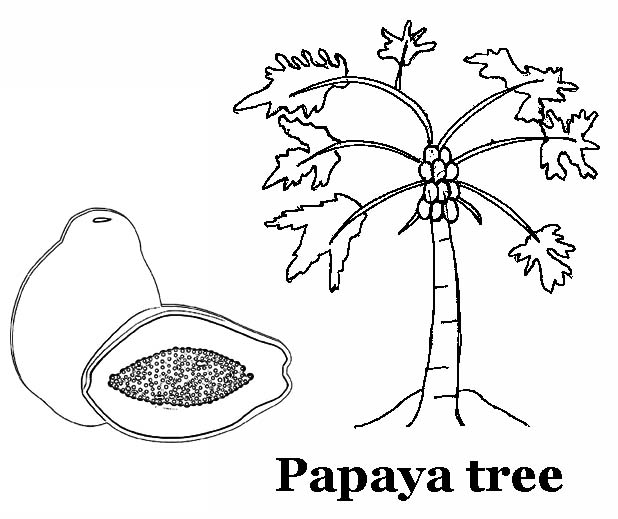 Papaya Fruit and Tree Coloring Page