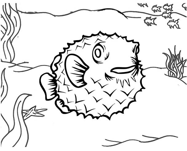 Poisonous Pufferfish Coloring Page for Kids