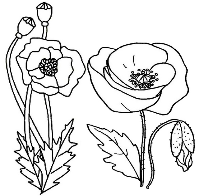 best poppy flower plant landscape coloring page