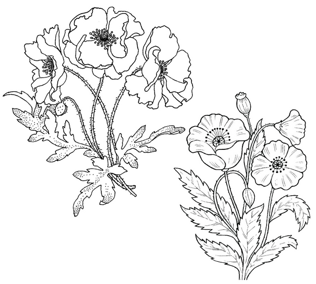 botanical poppy flowers coloring page