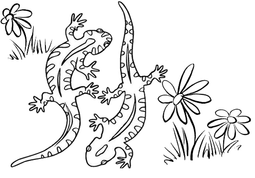 Best Gecko Coloring Page for Children