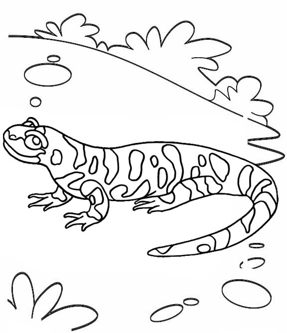 Tokay Gecko Coloring Page