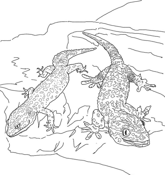 two geckos lizard coloring page