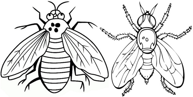 Blue and Black Flies Coloring Page