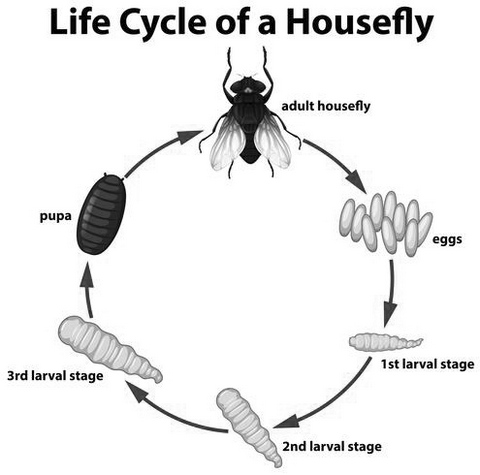 housefly lifecycle