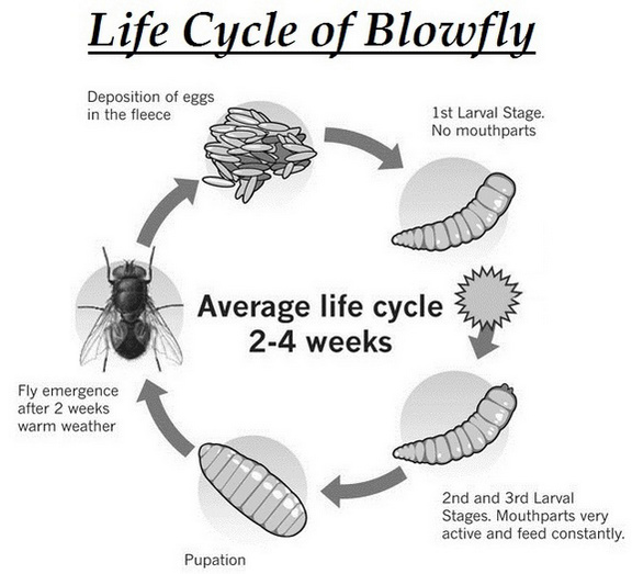 lifecycle of blowfly