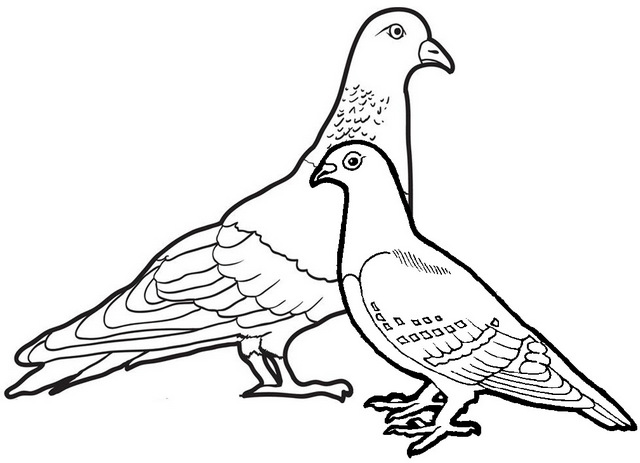 beautiful pigeon coloring page for kids