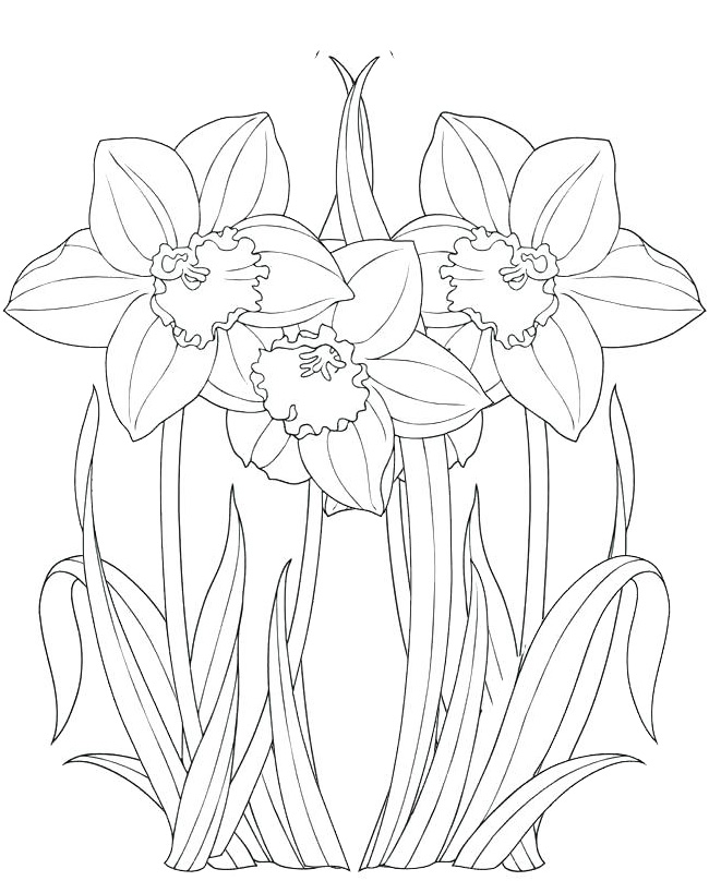 best daffodils coloring page for girls