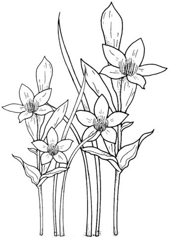 daffodils garden coloring page of flowers