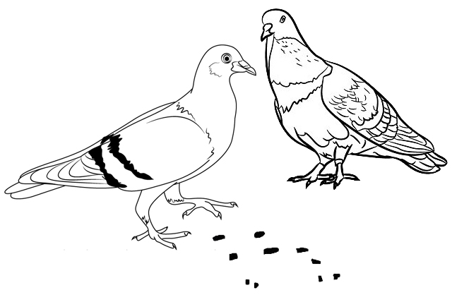 pigeon eating food on the ground coloring page