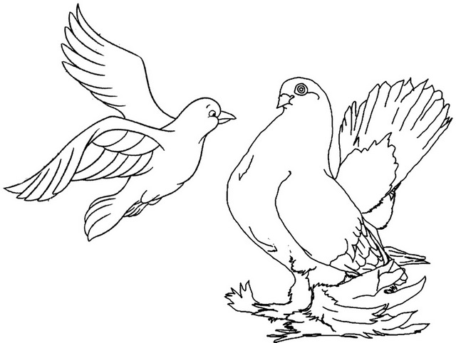 two piegons meeting coloring page