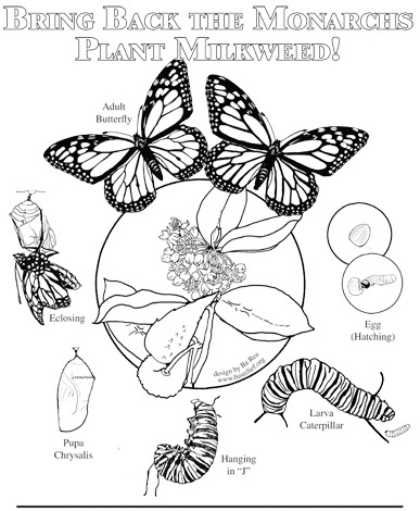 life-cycle-of-butterfly-coloring-page-complete