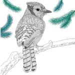 The-Aviary-Bird-Portraits-coloring-book