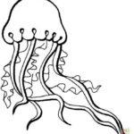 jellyfish-coloring-sheet