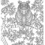 adorable-owls-coloring-page