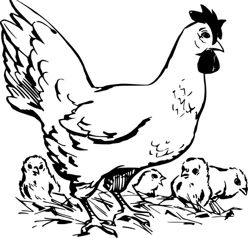 Chicken Coloring Book for Children