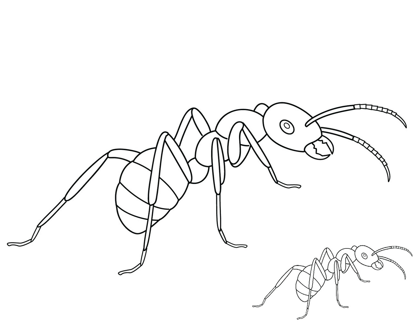 Ant Printable Printable Word Searches