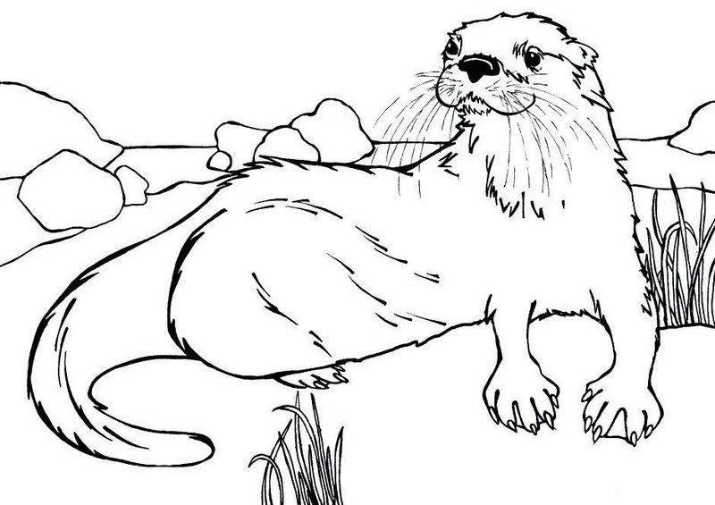 Otter Lutra Canadensis Coloring Page