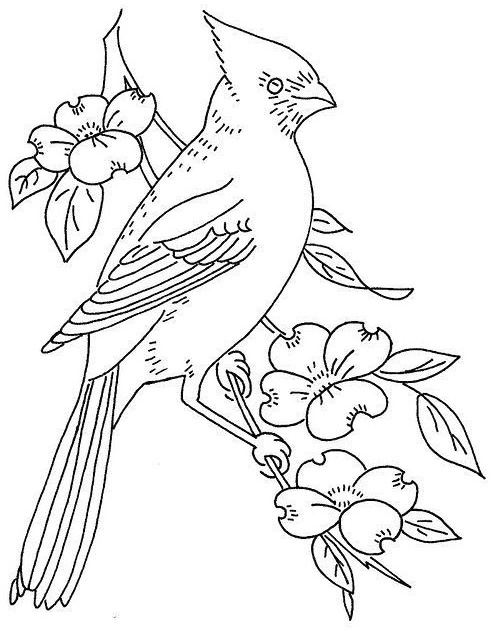 Top 8 High-Detailed Beautiful Cardinal Coloring Pages - Coloring Pages