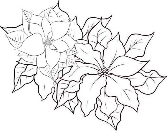 Poinsettia the Christmas Star Coloring Page