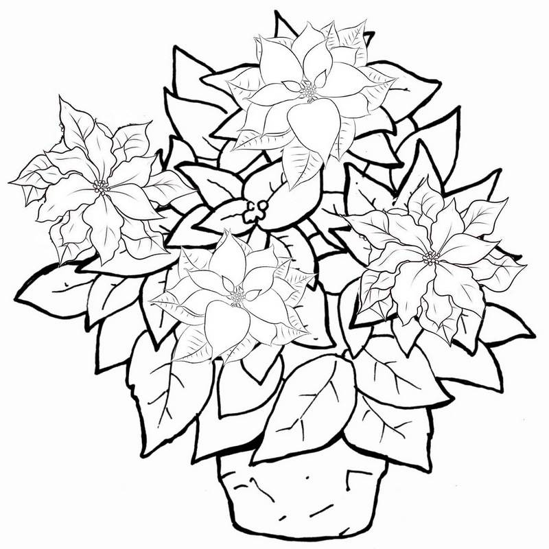 poinsettia plant in pot coloring page