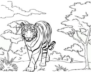 11 Beautiful Tiger Coloring Pages for Kids - Coloring Pages