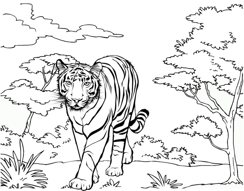 best tiger coloring page drawing activity