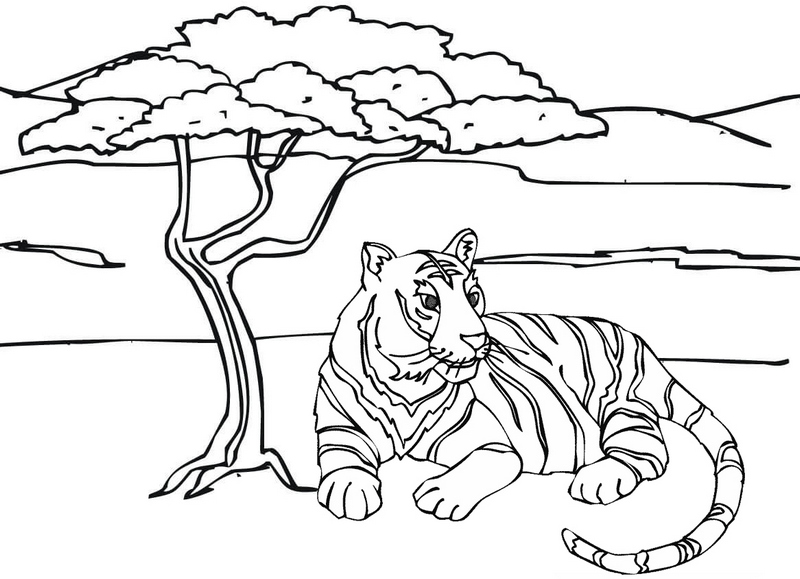 tiger in savanna coloring page