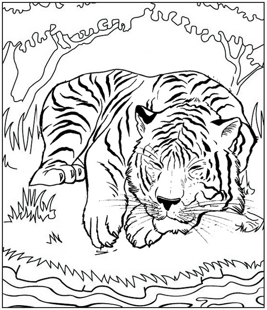 tiger sleeping coloring pages