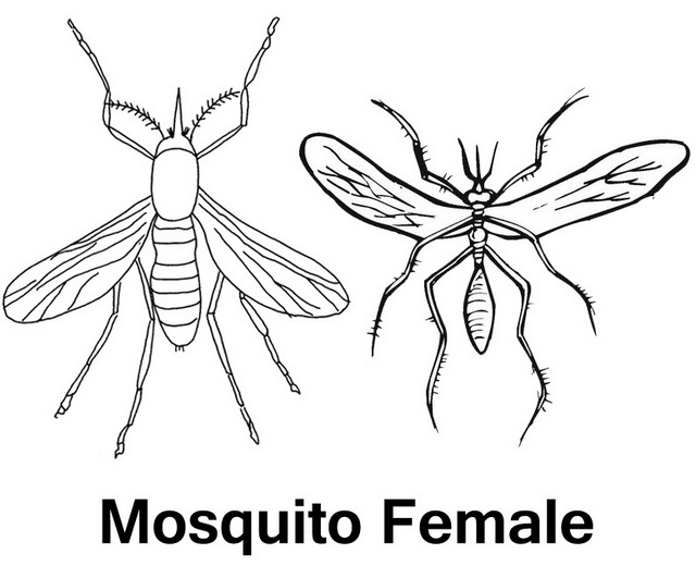 Female mosquito icon coloring and drawing page