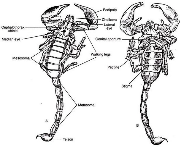 Какой признак внешнего строения скорпиона. Скорпион Buthus eupeus строение. Строение скорпиона схема. Строение скорпиона биология. Пищеварительная система скорпиона.
