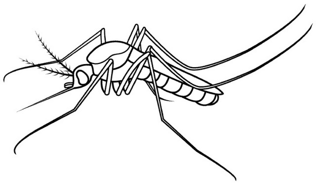 animated mosquito coloring page clipart