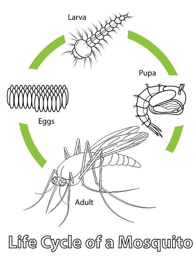mosquito life cycle drawing page