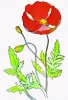 #7 Beautiful California Poppy Flower Coloring Pages