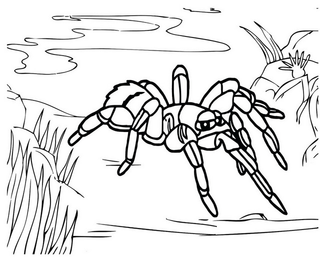 giant blue tarantula coloring pages