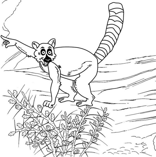 lemur madagascar coloring page