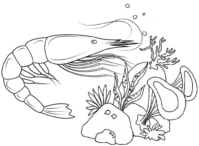 12 Cool and Cute Shrimp Coloring Pages for Kids - Coloring Pages