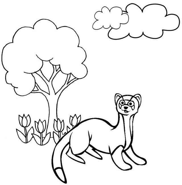 Best Ferret Coloring Page