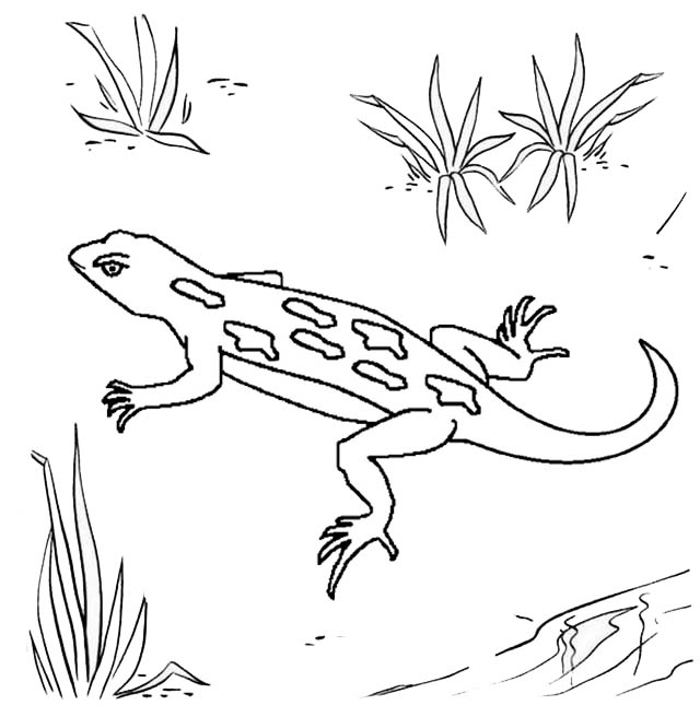 Lizard Creeping Coloring Page